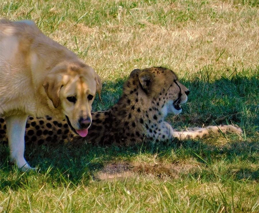 - Emotional Support - Cheetah and Dog Photograph by THERESA Nye
