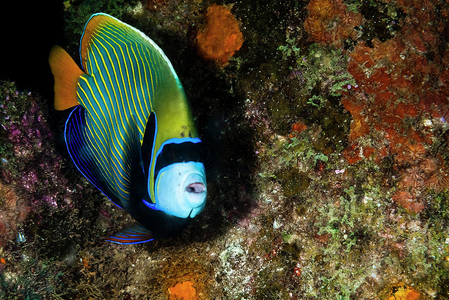 Emperor Angelfish Photograph - Emperor Angelfish by Roberto Palmer Emperor Angelfish Photograph - Emperor Angelfish by Roberto Palmer