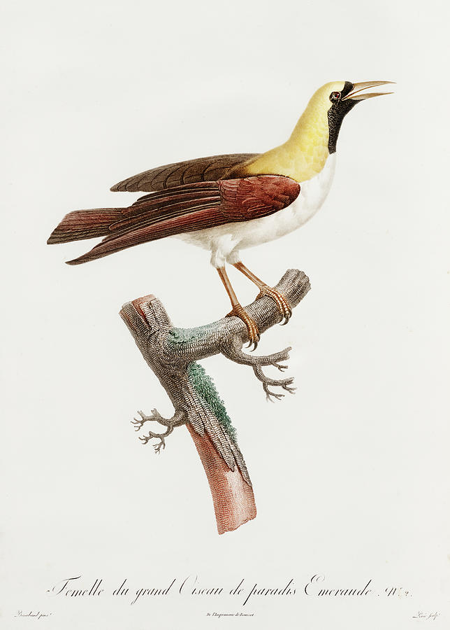 Jacques Barraband Digital Art - Emperor Bird  Of  Paradise  Female -  Vintage Bird Illustration - Birds Of Paradise  by Studio Grafiikka