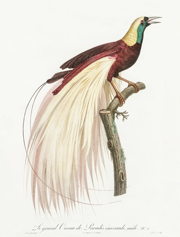 Emperor Bird  Of  Paradise  Male -  Vintage Bird Illustration - Birds Of Paradise Digital Art by Studio Grafiikka