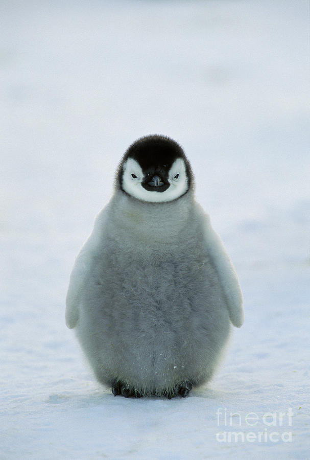 Emperor Penguin Baby Photograph by Konrad Wothe