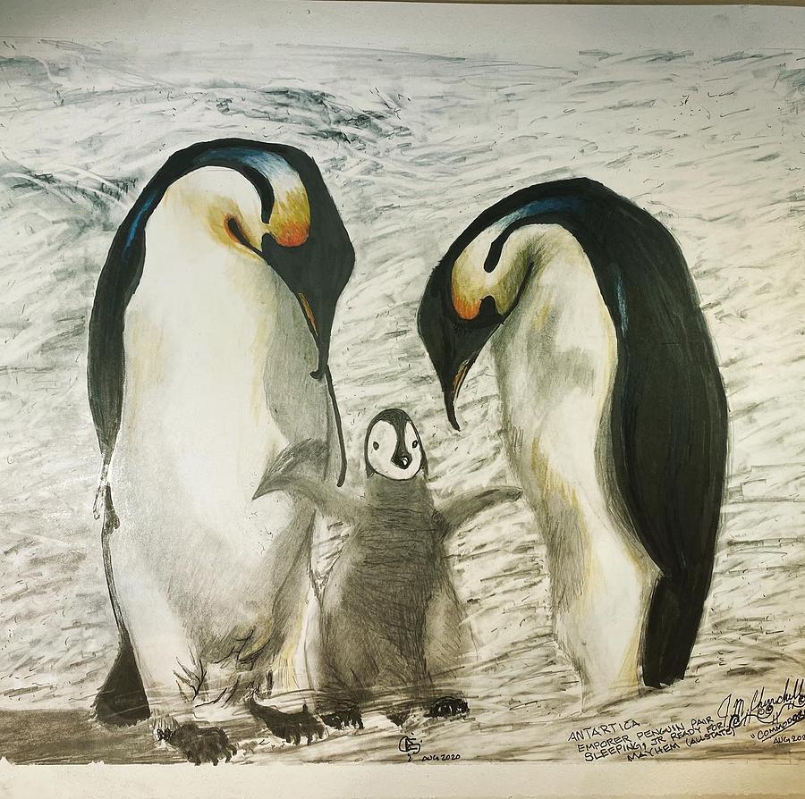 Emperor Penguin Drawing by Jason Churchill