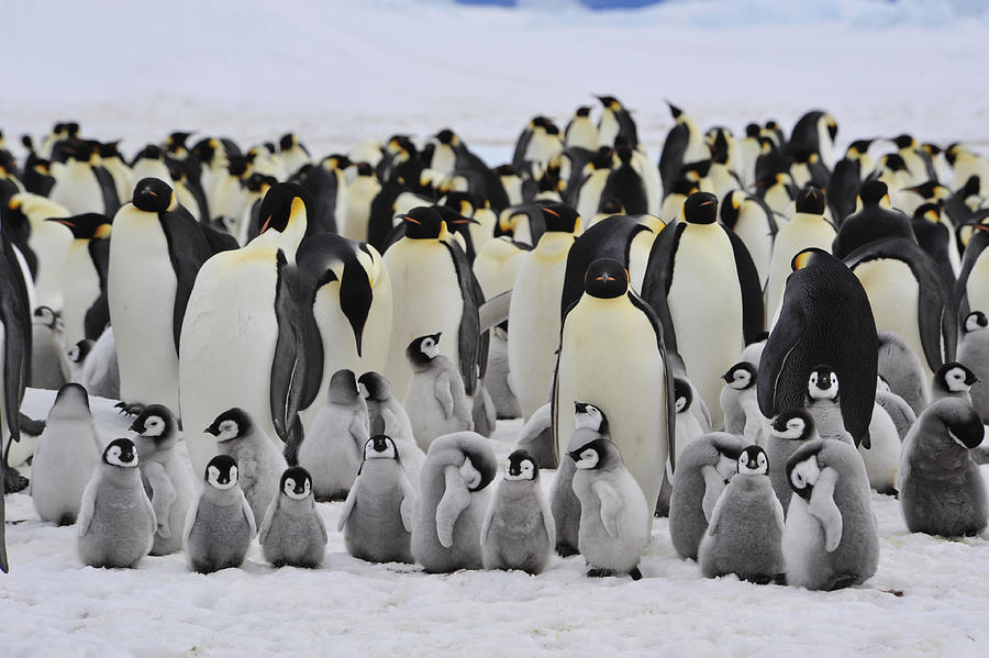 Emperor Penguins with chick Photograph by Vladimir Seliverstov