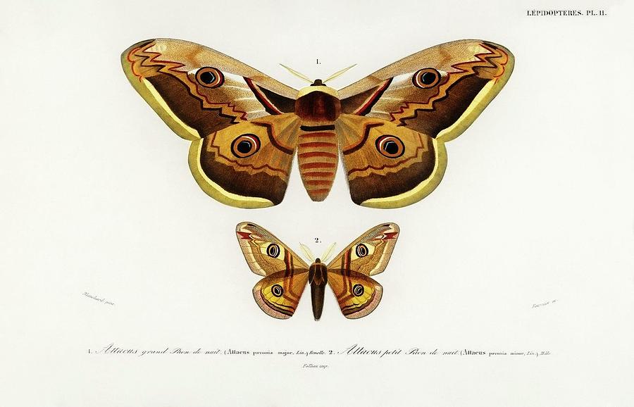 Animal Painting - Emporor moths illustrated by Charles Dessalines D Orbigny 1806 1876 by Dictionnaire Universel Dhistoire Naturelle