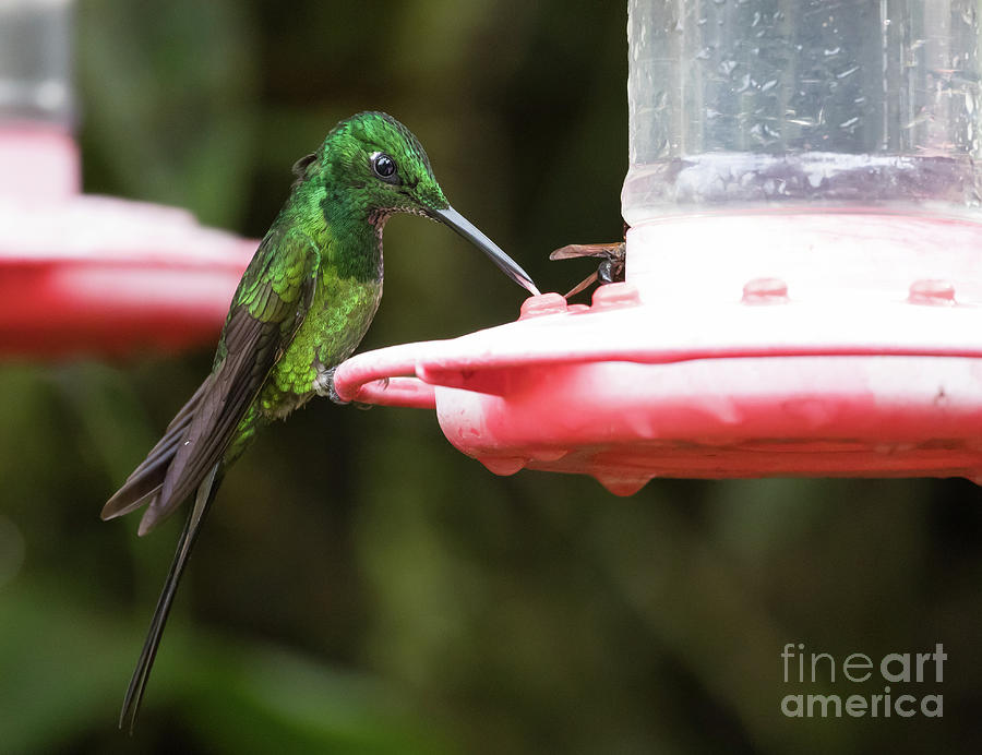 Hummingbird Photograph - Empress Brilliant by Eva Lechner