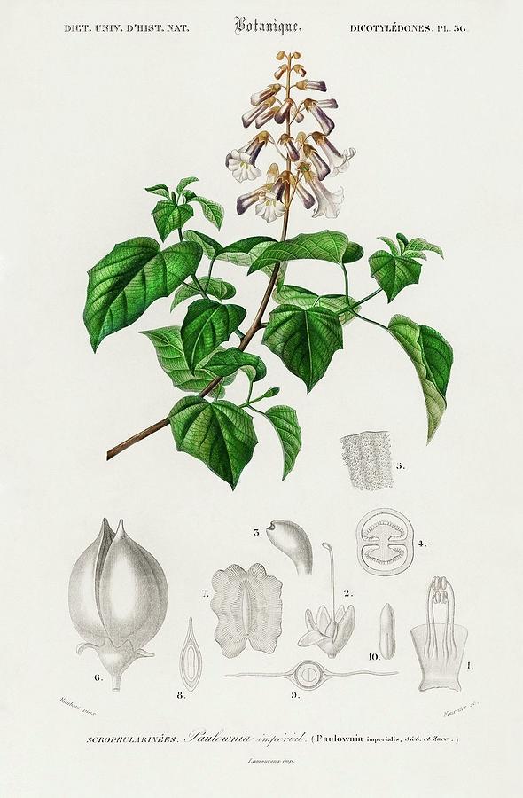 Animal Painting - Empress tree Paulownia imperialis illustrated by Charles Dessalines D Orbigny 1806 1876 by Dictionnaire Universel Dhistoire Naturelle