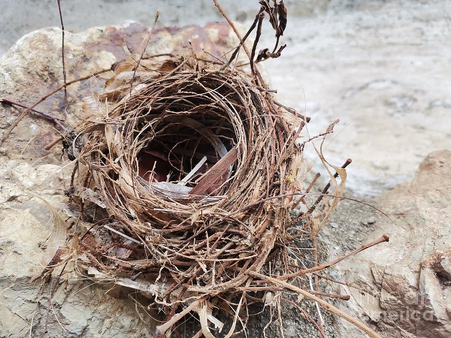 Empty bird nest  Photograph by Natalia Wallwork