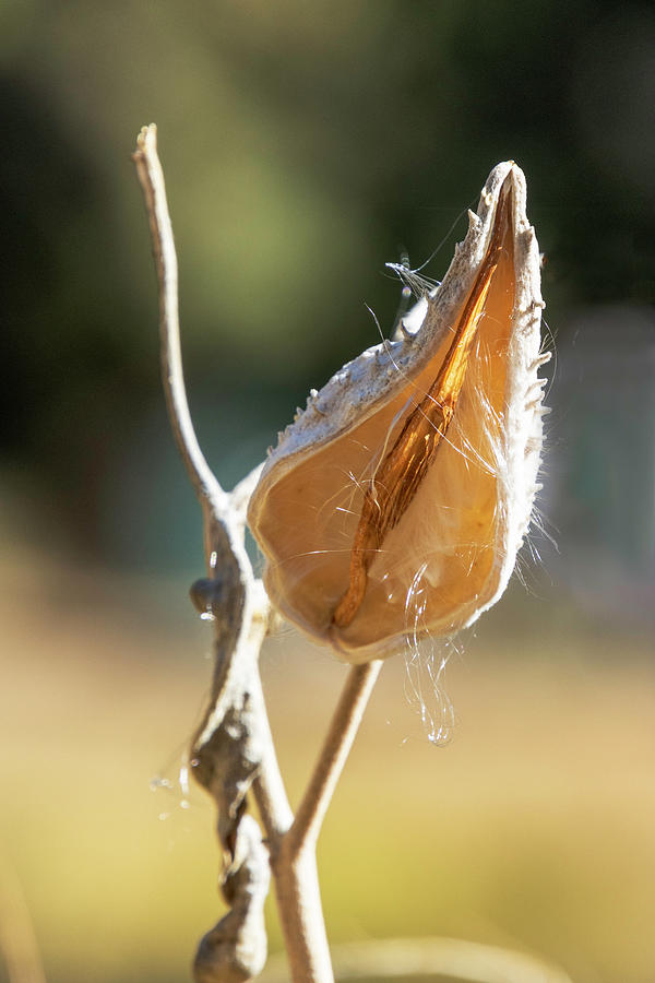 Empty Milkweed Seed Pod Photograph By Her Arts Desire Fine Art America