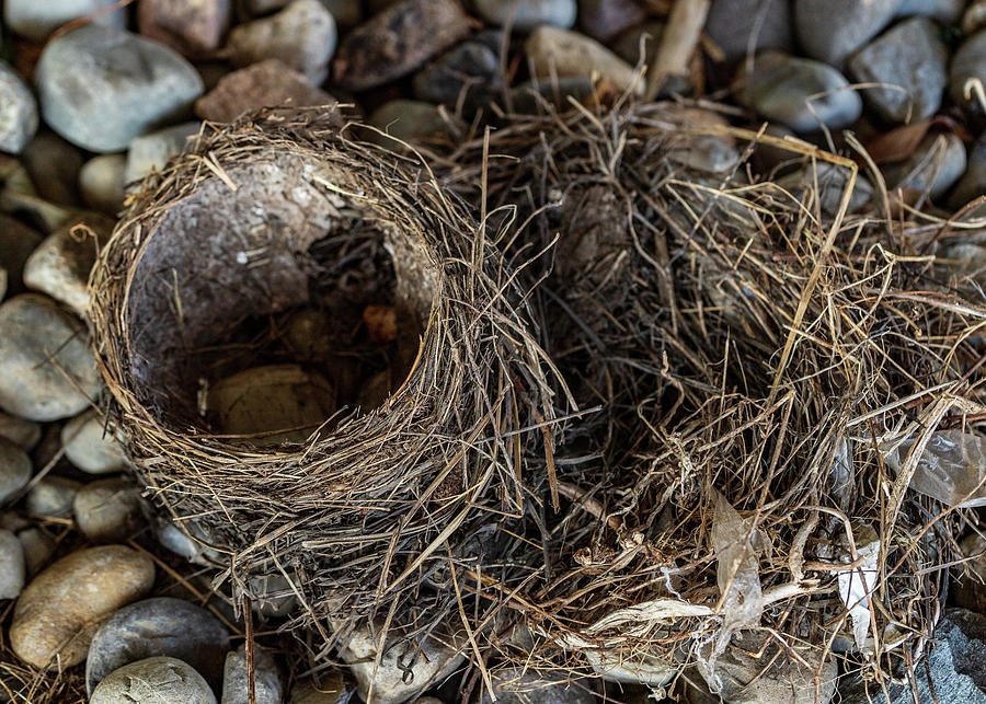 Empty Nest - Wildlife Photography 2 Photograph by Amelia Pearn