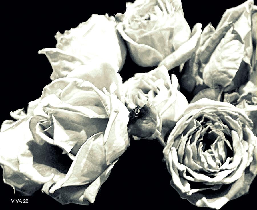 Ems  Roses   -  B/w Photograph by VIVA Anderson