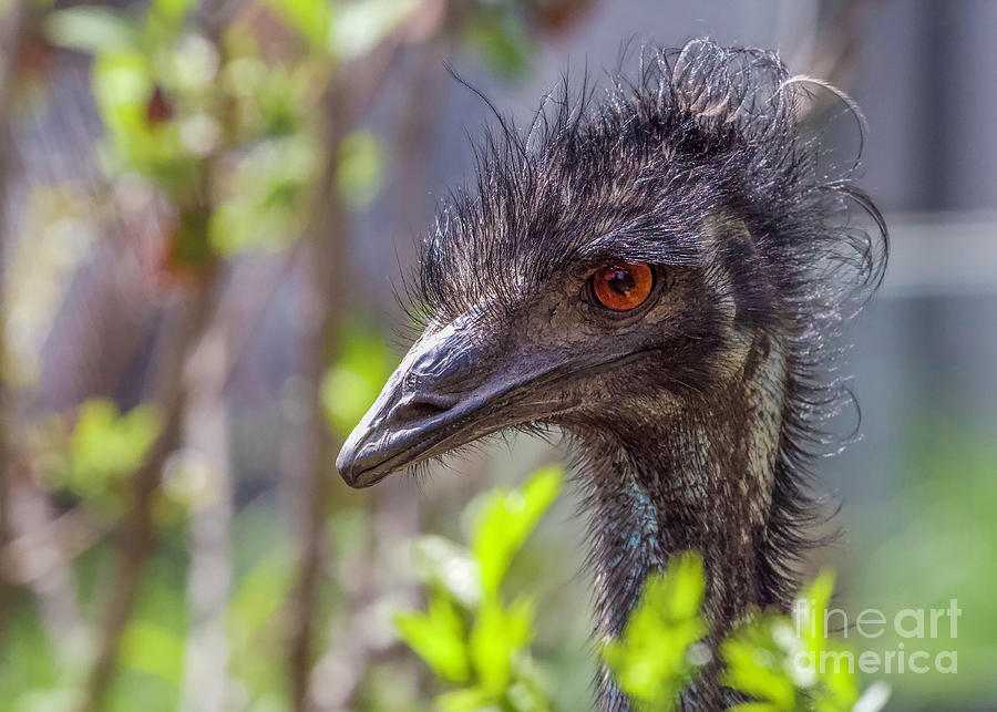 Emu Bad Hair Day Photograph by Shirley Dutchkowski