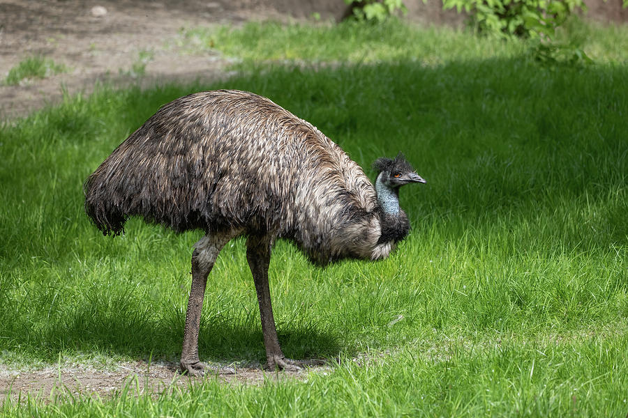 Emu Bird In The Meadow Photograph by Artur Bogacki