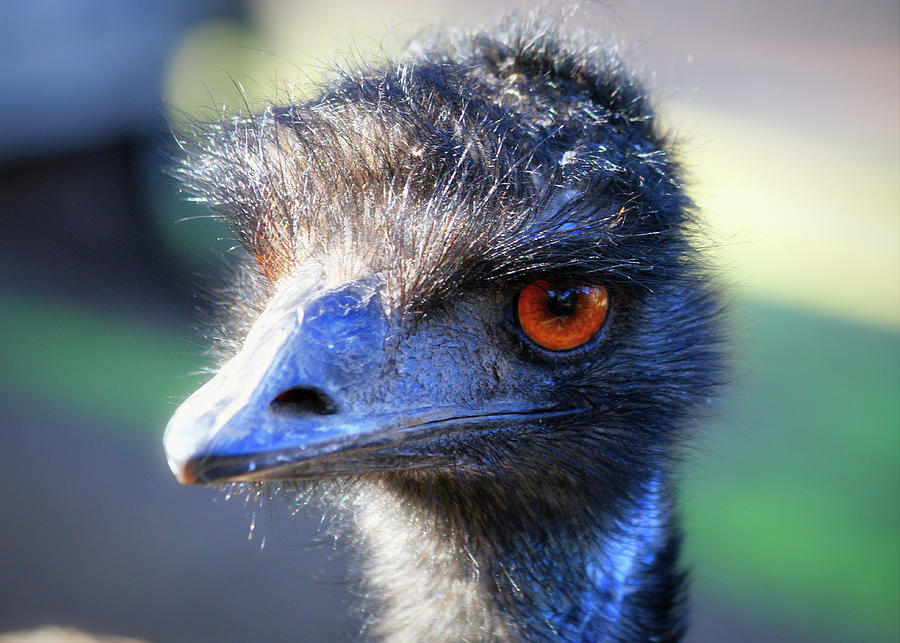 Emu Eye Contact Photograph by Gene Taylor