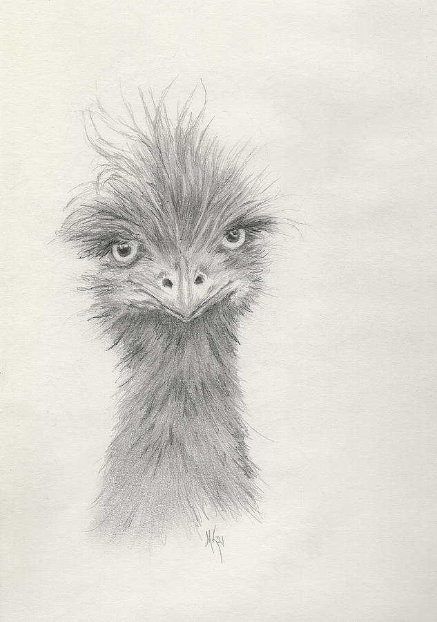 Emu Face Portrait Drawing by Melodie Kantner