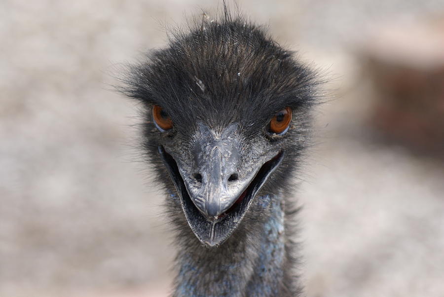 Emu Gaze Photograph by Heather E Harman