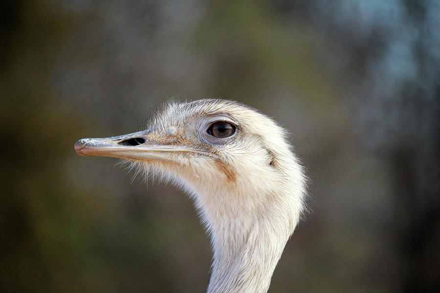 Emu Headshot Photograph by Cynthia Guinn
