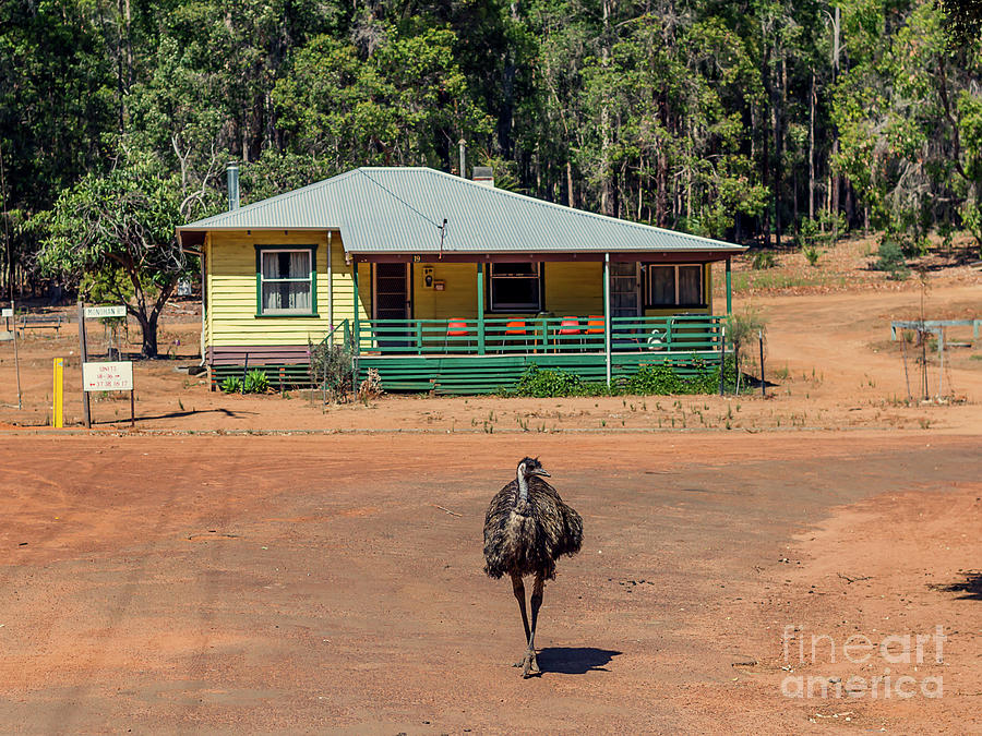 Emu - Home Alone Photograph by Elaine Teague