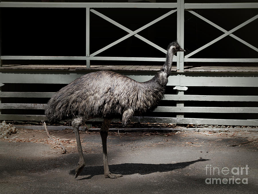 Emu in Profile Photograph by Elaine Teague