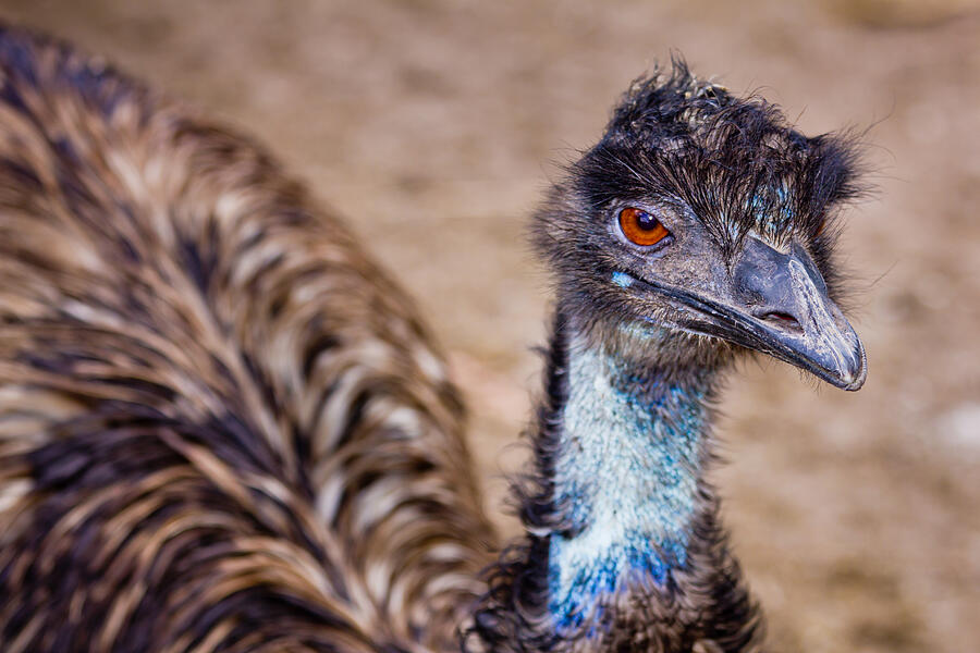 Emu looking at the camera, Photograph by ElOjoTorpe