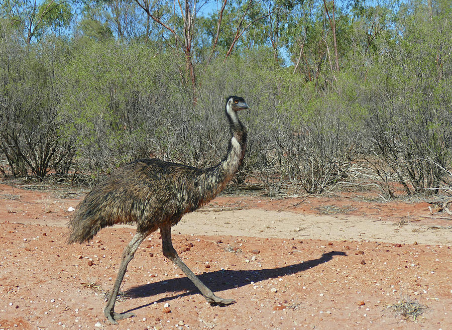 Emu Photograph by Maryse Jansen