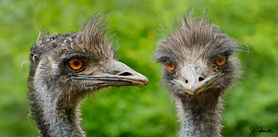 Emu Mugshot Photograph by Joe Bonita