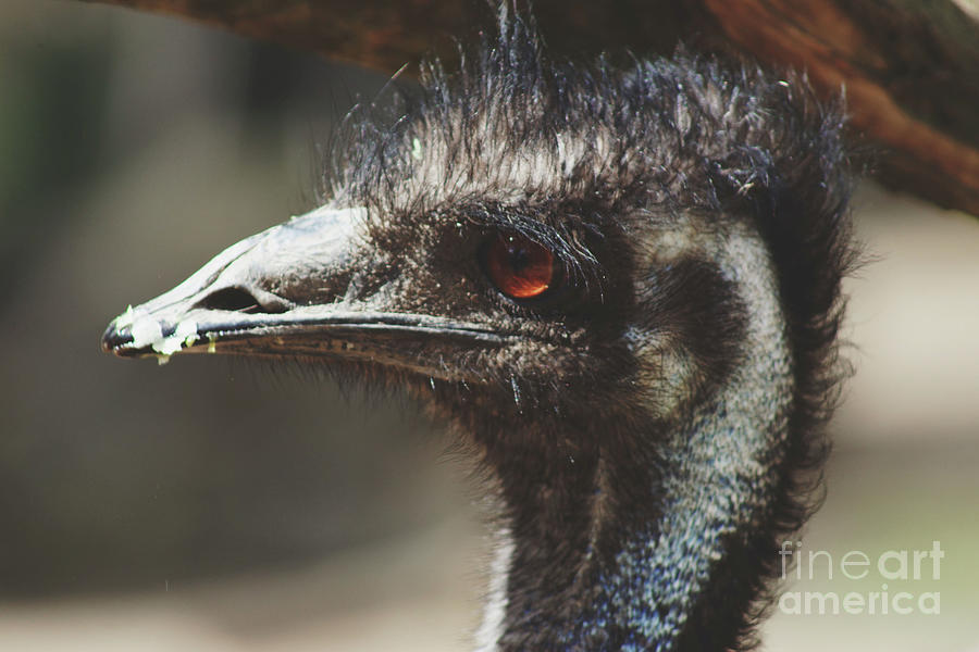 Emu Portrait Photograph by Cassandra Buckley