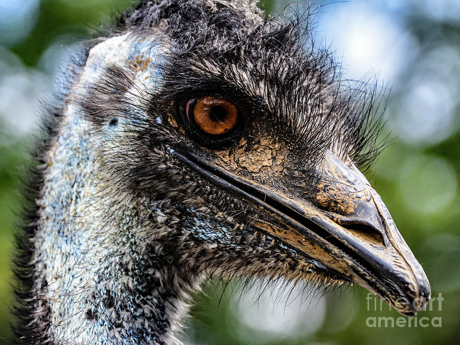 Emu Portrait Photograph