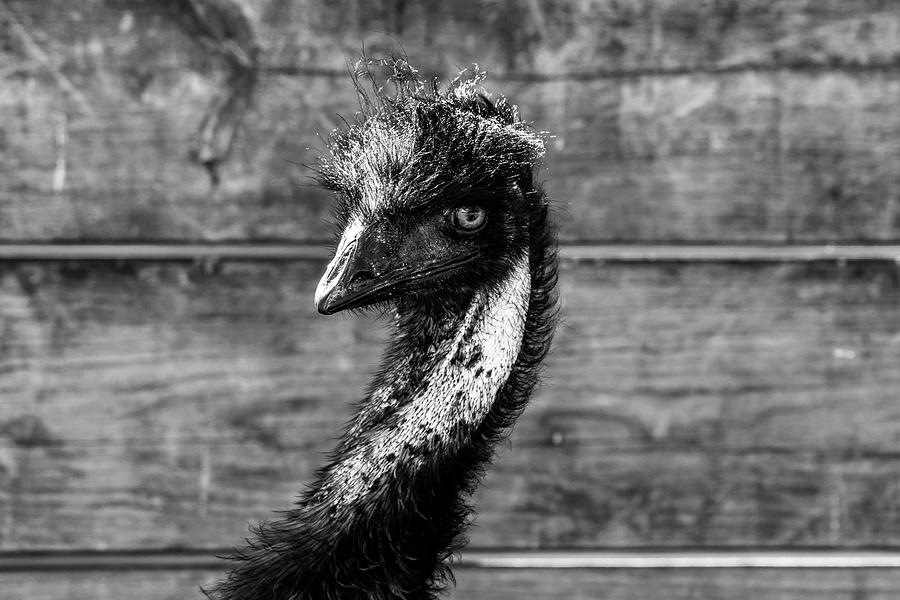 Emu Portrait Photograph by Rose Guinther