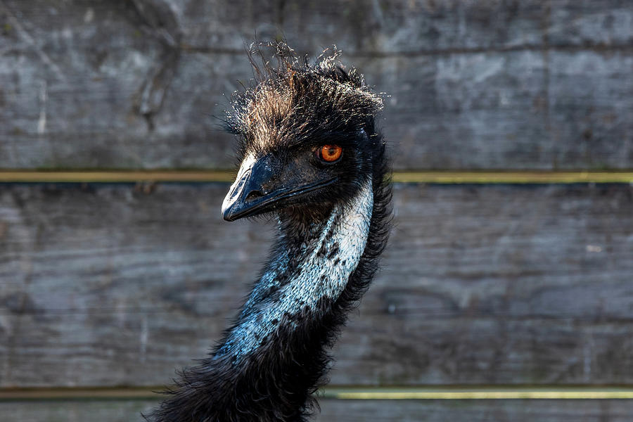 Emu Pose Photograph by Rose Guinther