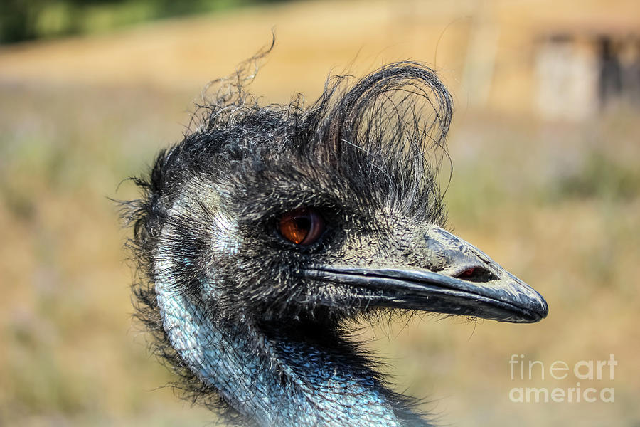 Emu Profile Photograph by Suzanne Luft