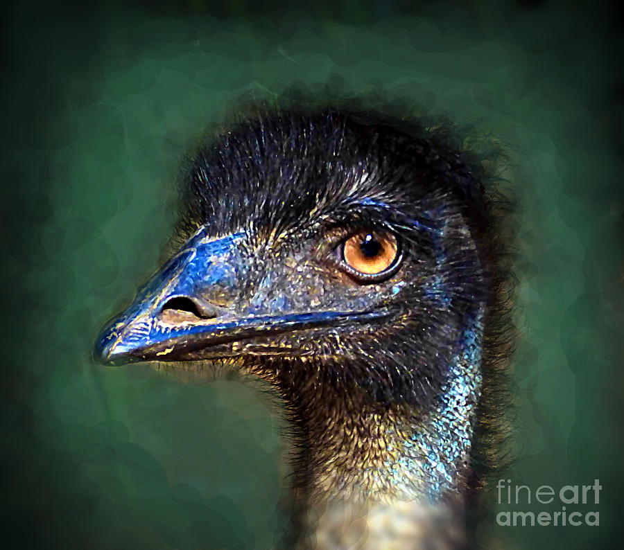 Emu Profile Photograph by Trudee Hunter | Fine Art America