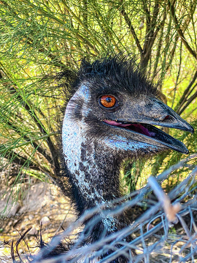 Emu Photograph
