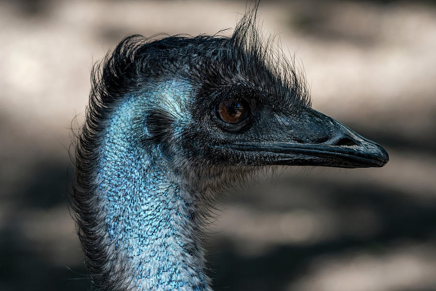 Emu Carefully Focused Photograph by Rose Guinther