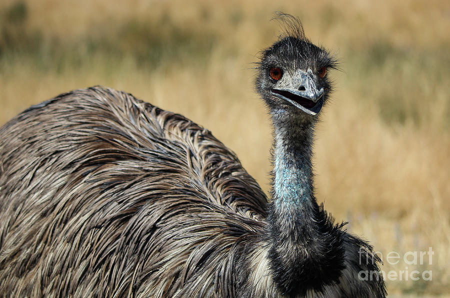 Emu Photograph by Suzanne Luft