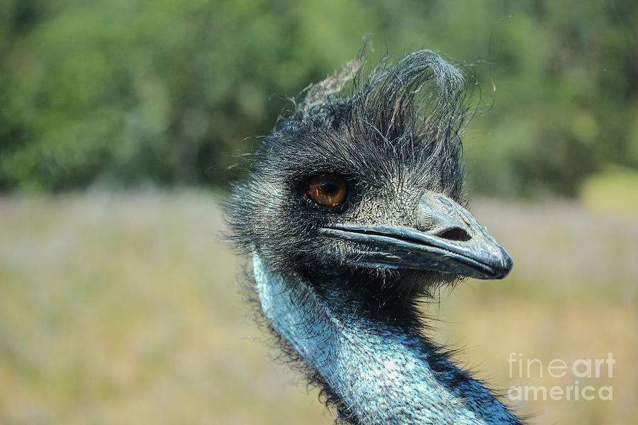 Emu Up Close Photograph by Suzanne Luft