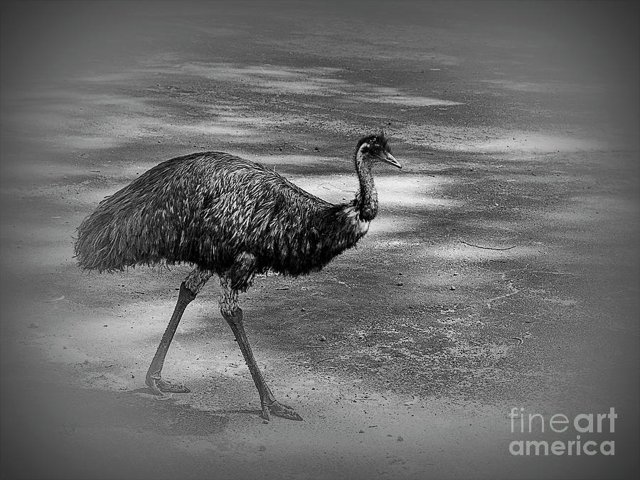 Emu Walking Photograph by Elaine Teague