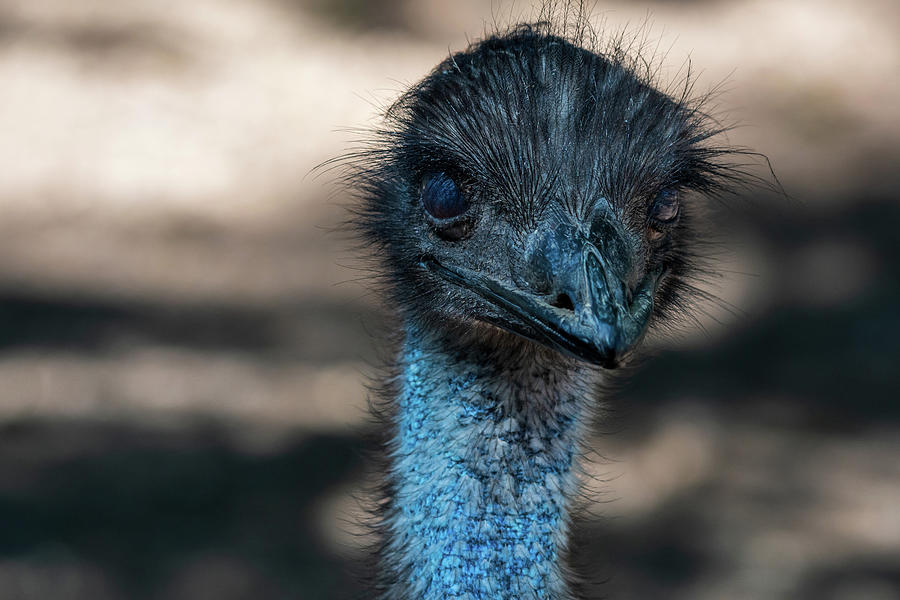 Emu Watching Photograph by Rose Guinther