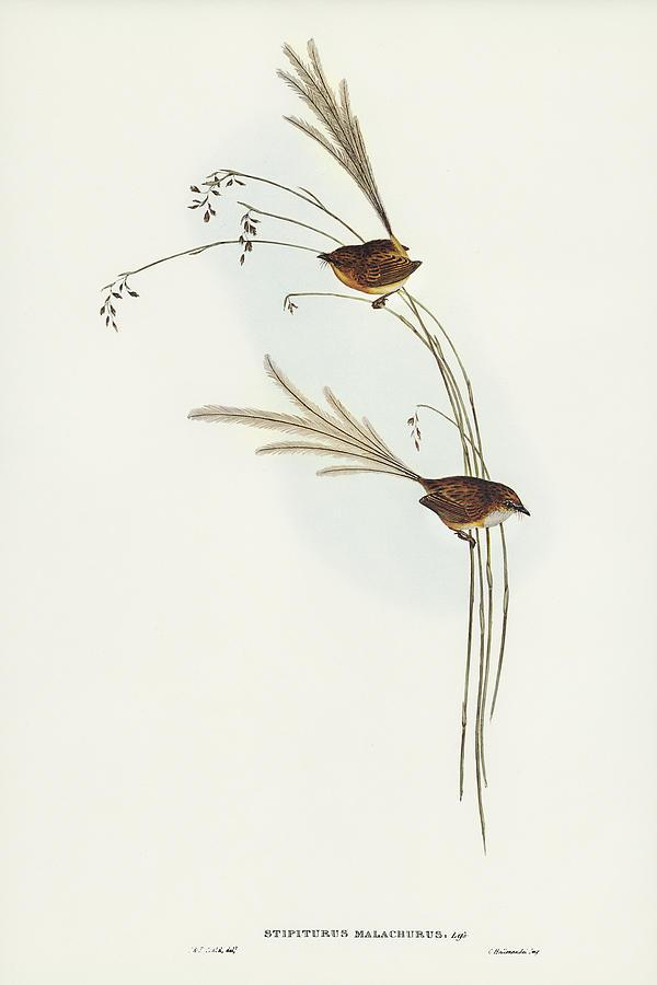 John Gould Drawing - Emu Wren, tipiturus malachurus by John Gould