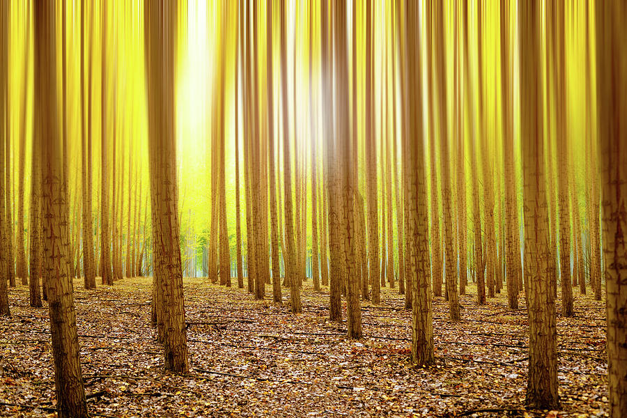Enchanted Autumn Forest 2 Digital Art by Pelo Blanco Photo