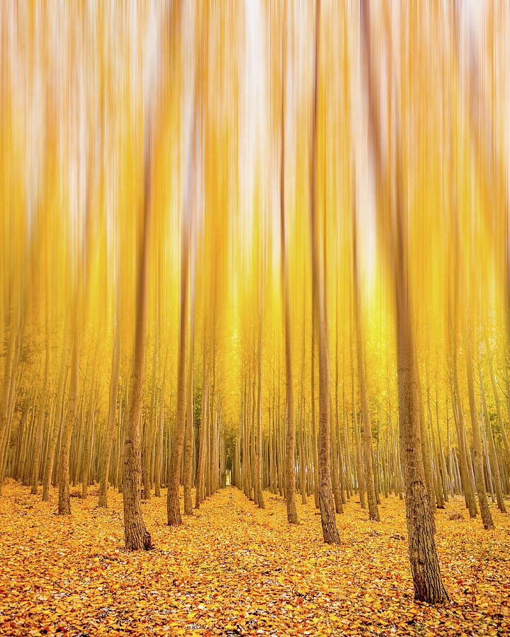 Enchanted Autumn Forest Digital Art by Pelo Blanco Photo
