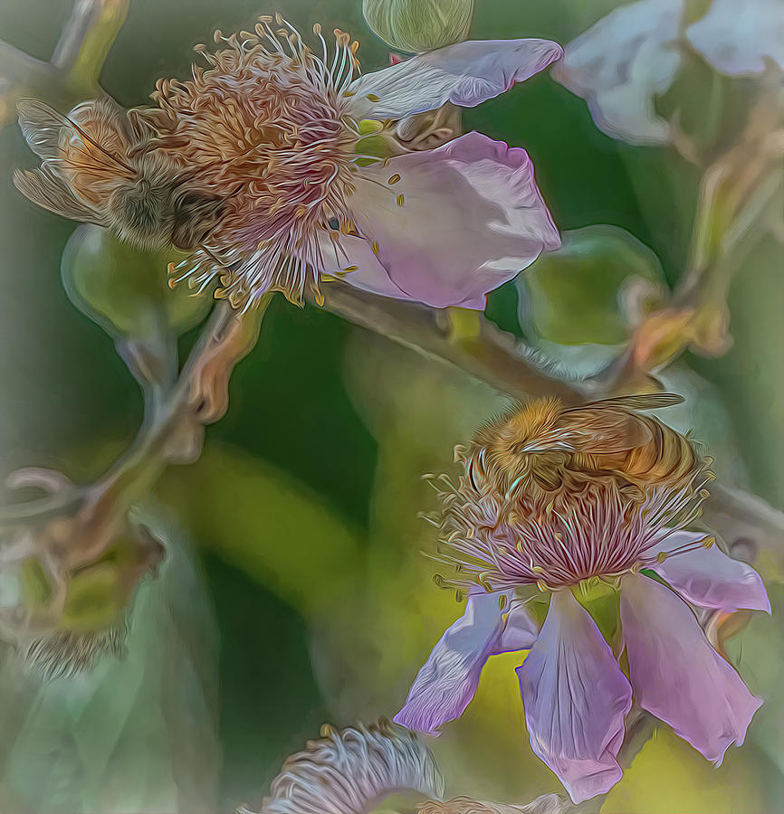 Enchanted Bee 1115 Photograph by Samuel Sheats