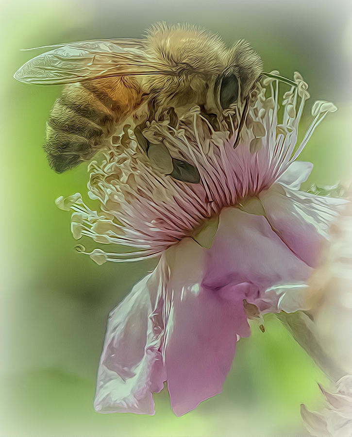 Enchanted Bee 1164 Photograph by Samuel Sheats