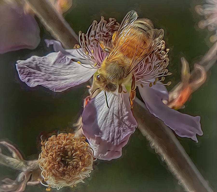Enchanted Bee 1194 Photograph by Samuel Sheats