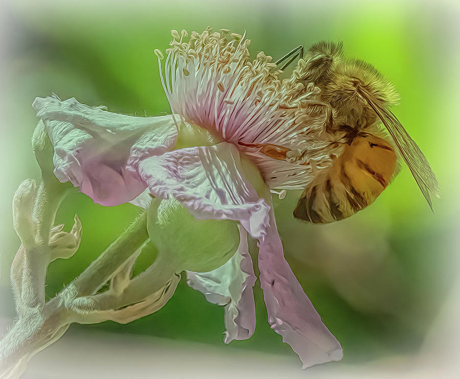 Enchanted Bee 1314 Photograph by Samuel Sheats