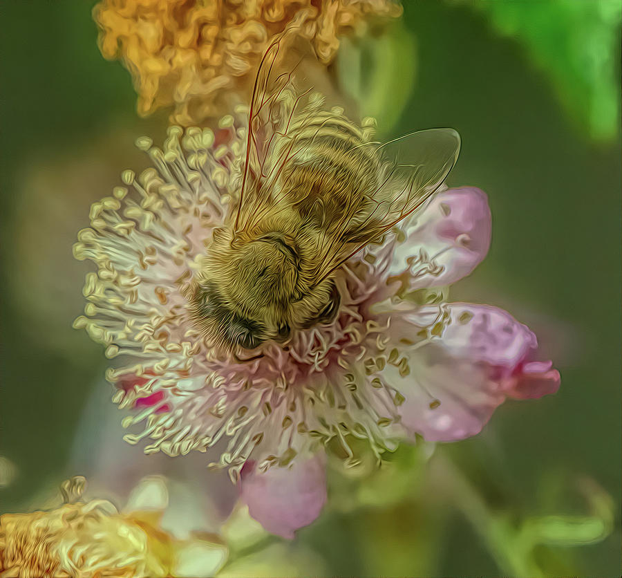 Enchanted Bee 2513 Photograph by Samuel Sheats