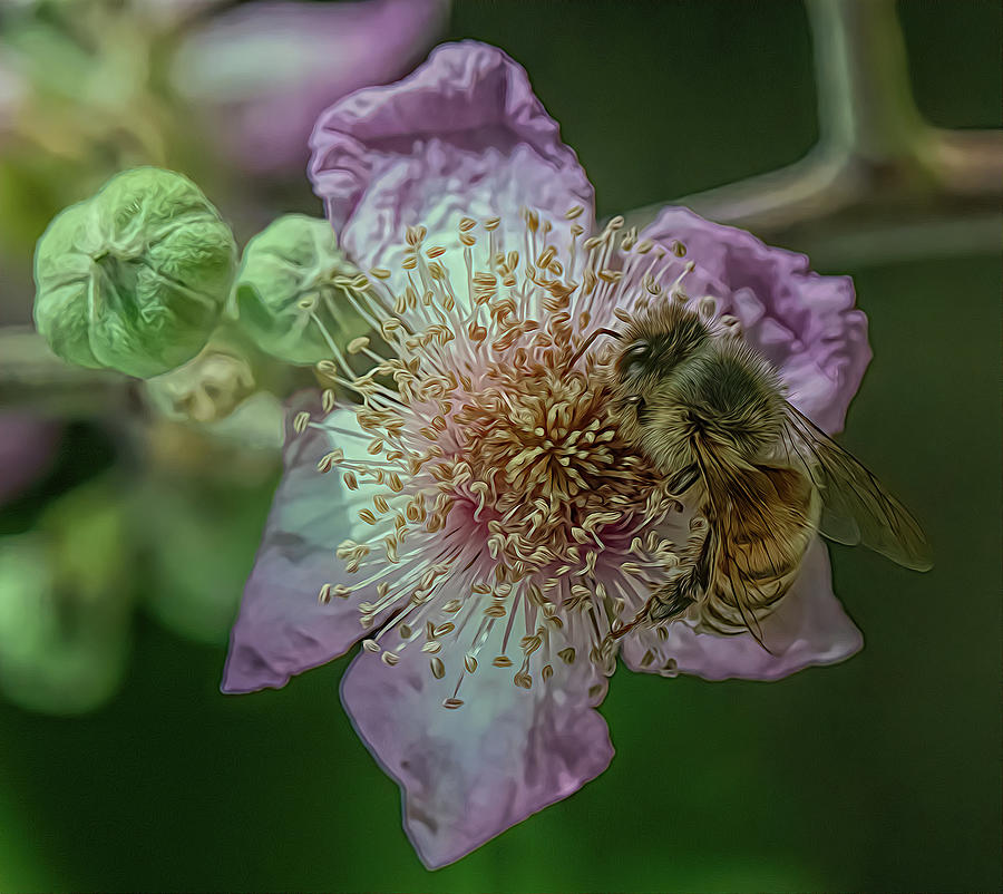 Enchanted Bee 2530 Photograph by Samuel Sheats