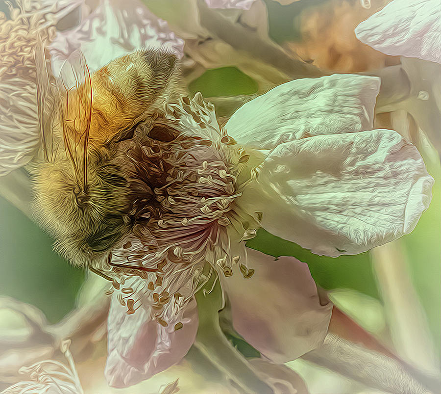 Enchanted Bee 2642 Photograph by Samuel Sheats