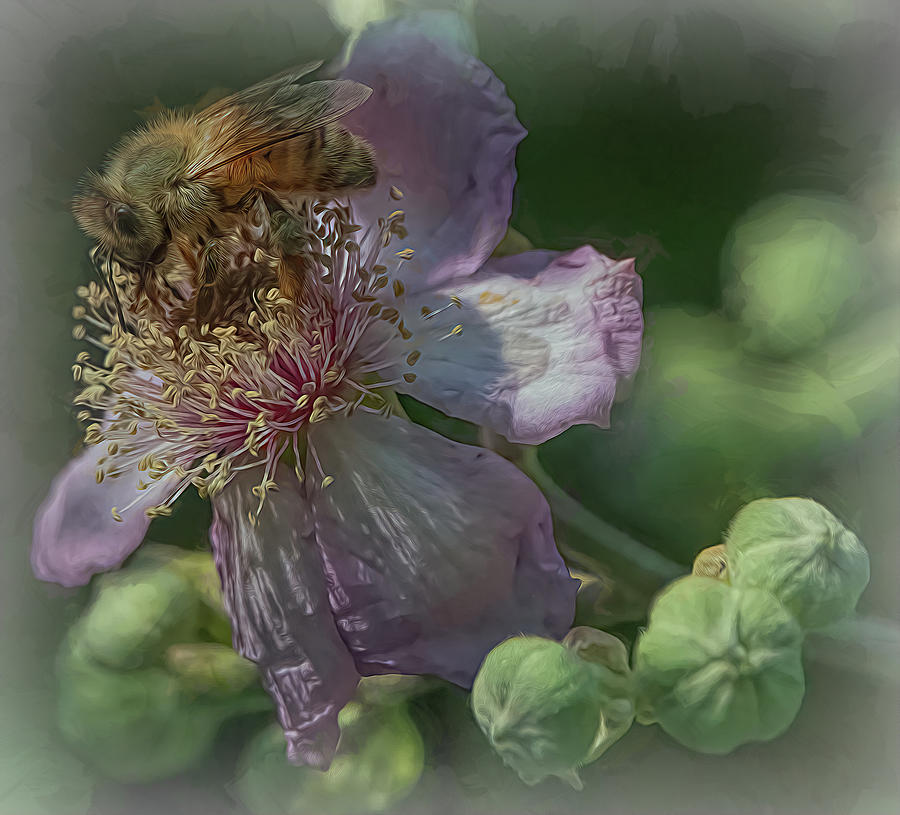 Enchanted Bee 2993 Photograph by Samuel Sheats
