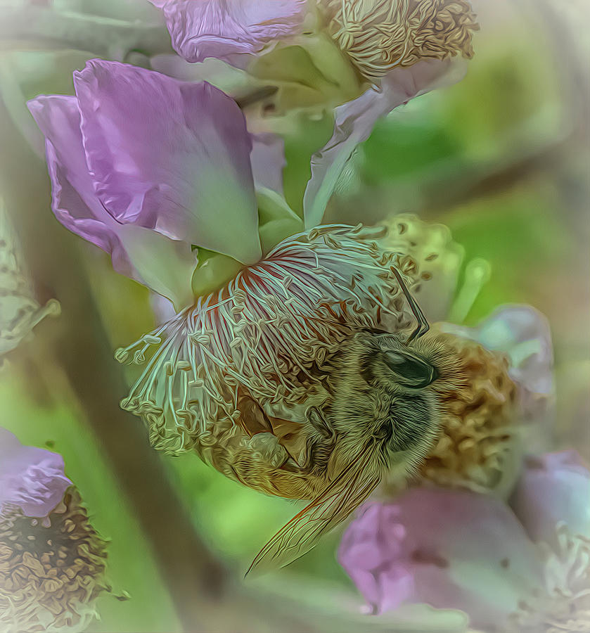 Enchanted Bee 3415 Photograph by Samuel Sheats