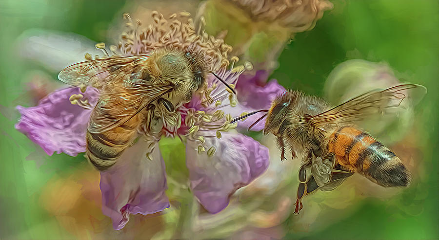 Enchanted Bee 3446 Photograph by Samuel Sheats